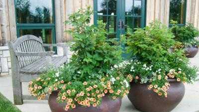 Thrill, fill, and spill: How to make the perfect patio pot