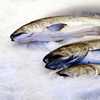Gone fishin': Duke takes on Seattle's fish market