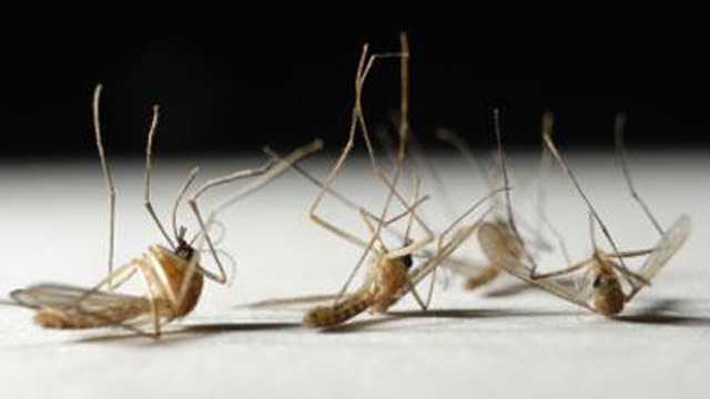 Photo of EEZ zistené v komároch zhromaždených v dvoch hromadných mestách