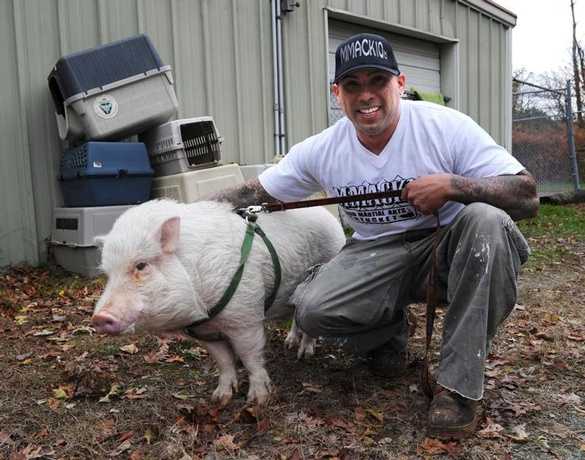 Porkchop the pig finds new home in Halifax - WCVB