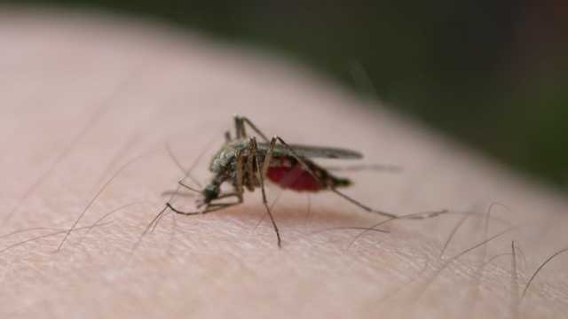 Mosquitos infectados com encefalomielite encontrados em Massachusetts pela primeira vez em 2024