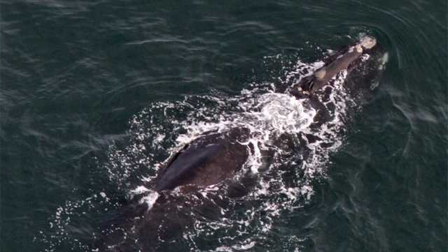 Cape Cod Canal reopen for vessel traffic after endangered right whales leave area - Vimarsana News