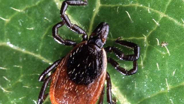 Rare tick-borne Powassan virus suspected in Mass. newborn, mom says