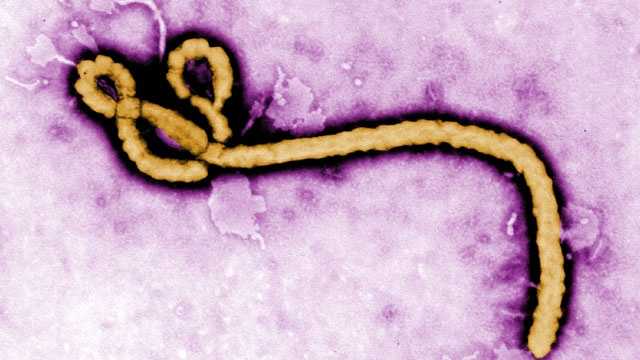 Ebola spreading rapidly in DRC: Infectious disease expert explains the situation