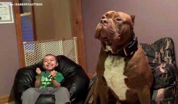 175-pound pit bull shatters misconceptions about the breed - WCVB