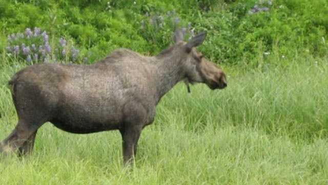 Moose file photo