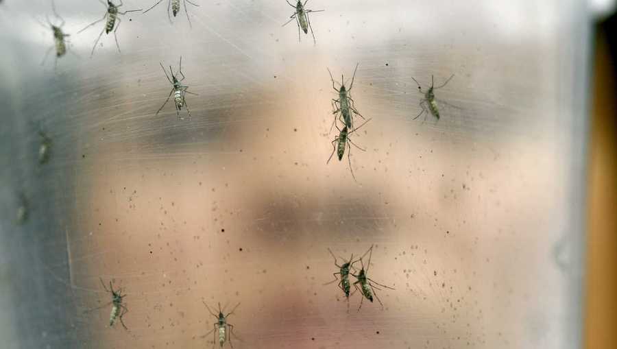 Mosquitos AP