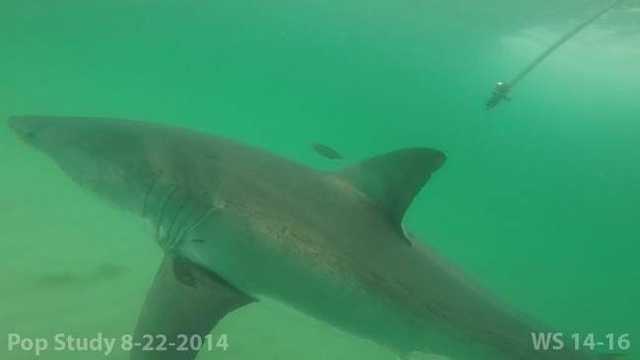 When are sharks most active off Massachusetts coast? - Vimarsana News