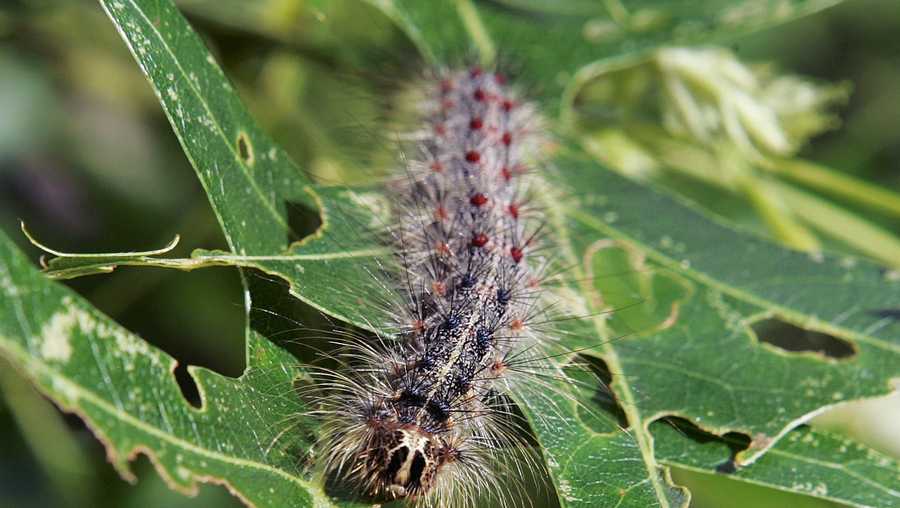 A gypsy moth caterpillar walks along partially eaten leaves of a tree.