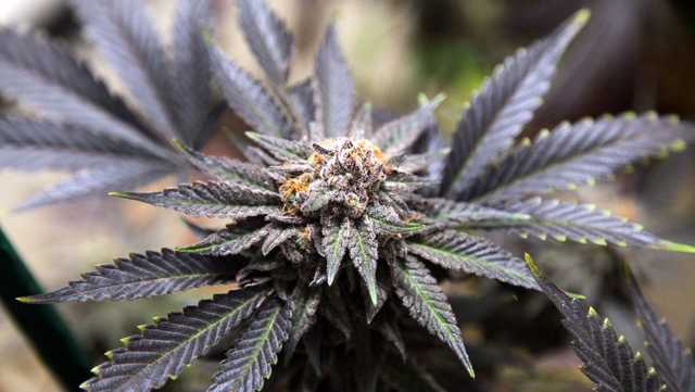 Report on death at Mass. pot facility includes safety proposals - Vimarsana News