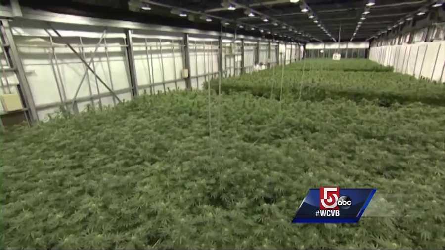 Some supporters of legalizing marijuana in Massachusetts are voting no, but the "Yes on 4" argue the benefits outweigh the costs.