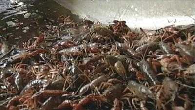 State leaders request federal funding for crawfish crisis - Vimarsana News