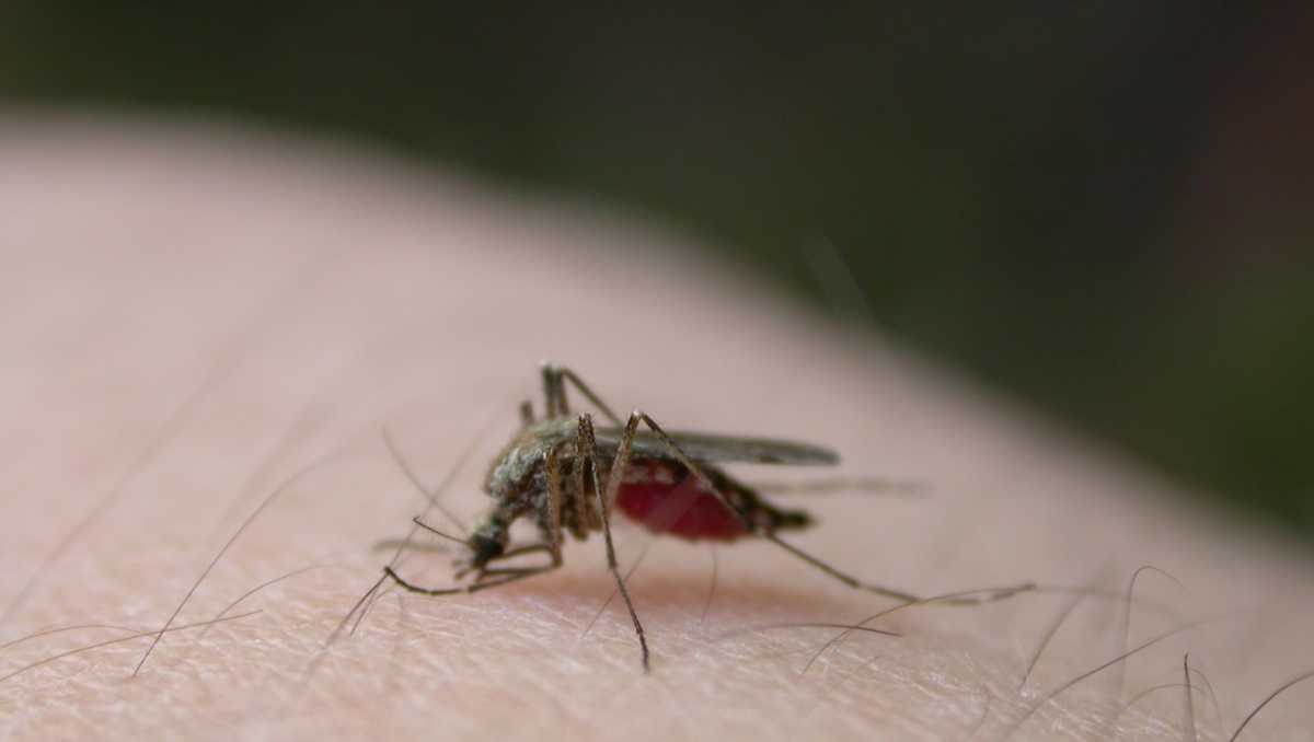 Sv. Tammānijas draudze ziņo, ka odi Kovingtonā pozitīvi ietekmē Rietumnīlas vīrusu