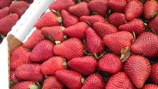 Ponchatoula Strawberry Festival: Tickets, food, music lineup - Vimarsana News