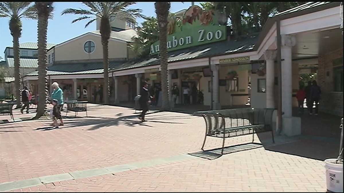 Audubon Zoo nominated for one of the nation's best zoos for 10th consecutive year