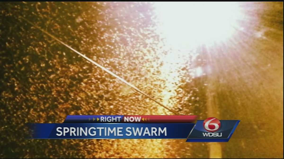 Termite swarms spotted earlier than usual in Louisiana