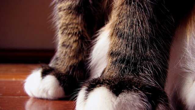 Northshore Humane Society is asking for help as temperatures reach record highs this week - Vimarsana News
