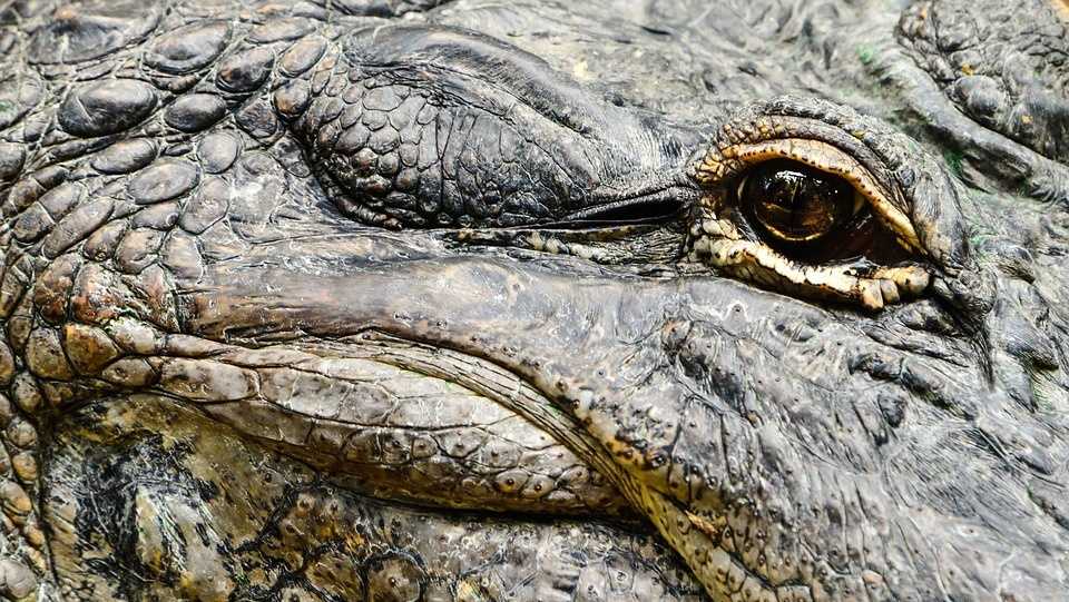 Low prices make for slow alligator season in Louisiana