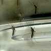 Orange County dengue case prompts mosquito control response