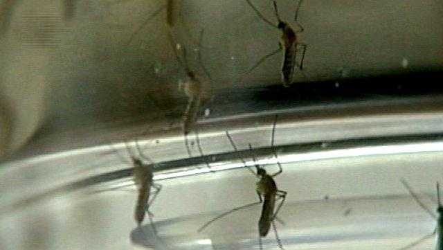 Orange County dengue case prompts mosquito control response