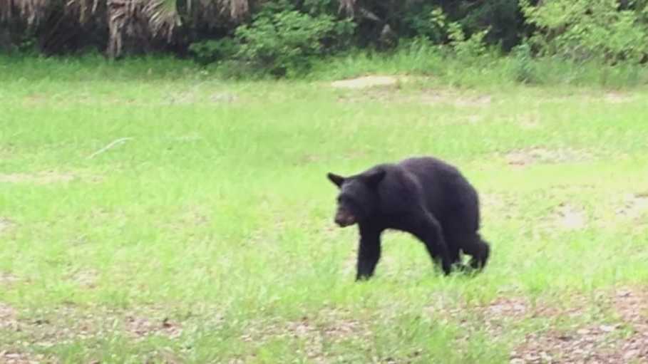 2026 Florida bear hunt permits open Sept. 11