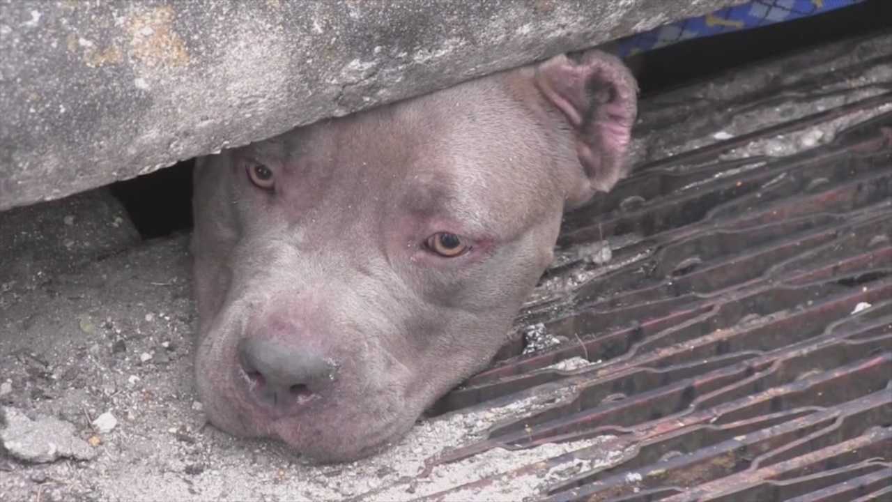 Cocoa officer saves three pit bulls from sewer drain - WESH