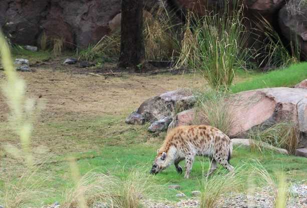 Hyenas arrive at Disney's Animal Kingdom - WESH