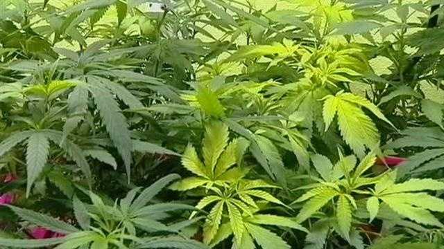 Pa. Lawmakers Introduce Bill To Legalize Adult Use Of Marijuana