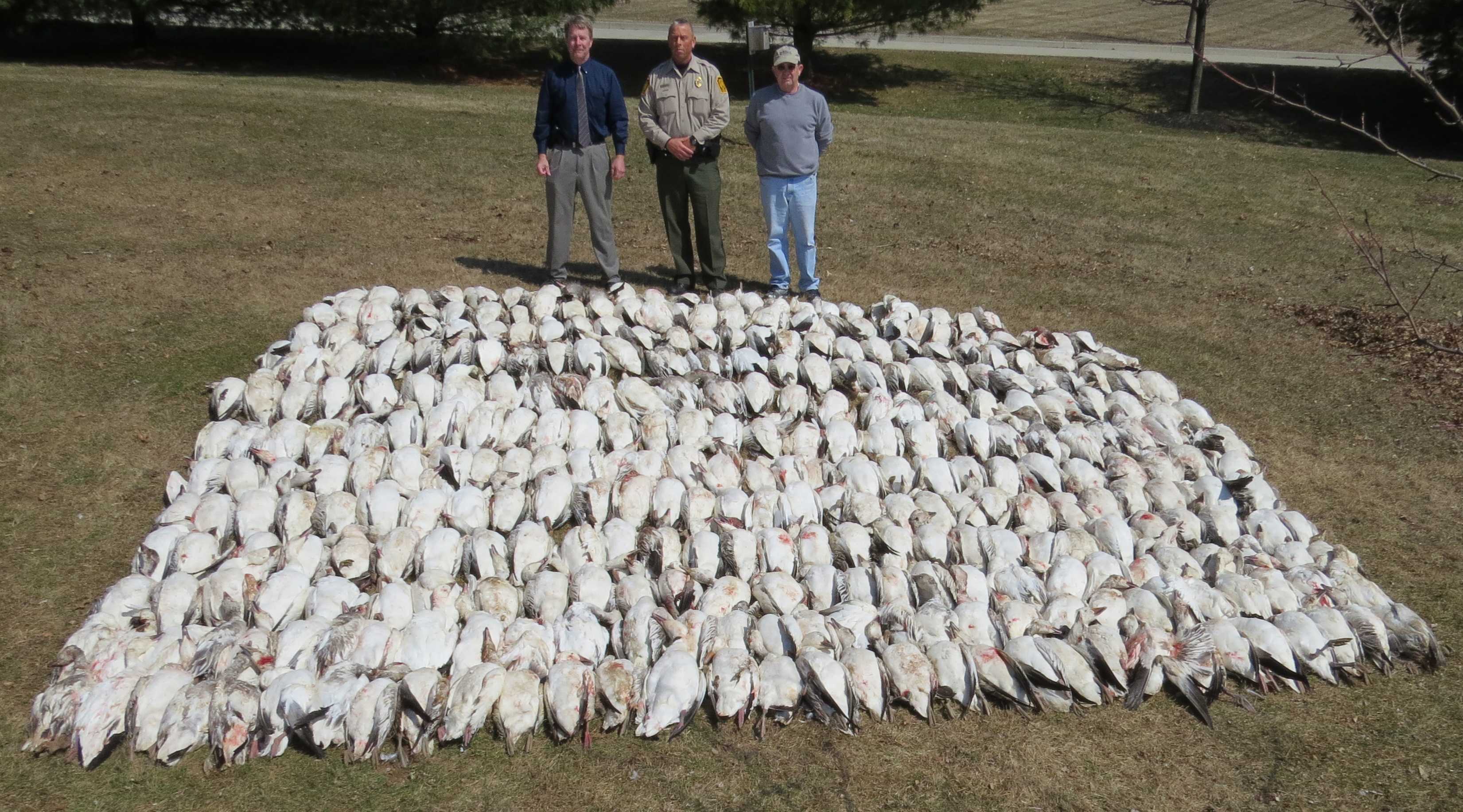 Five accused of illegally killing 265 snow geese - WGAL