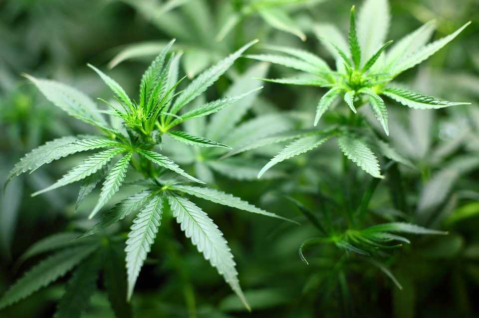 wgal.com - Emma Hogan - York City police seize 4 pounds of 'legal marijuana' at store