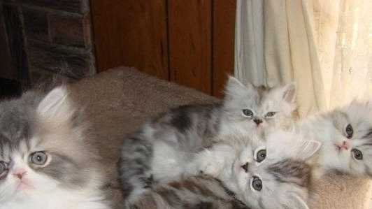 New form required for stray animal drop-offs at Lebanon Humane Society