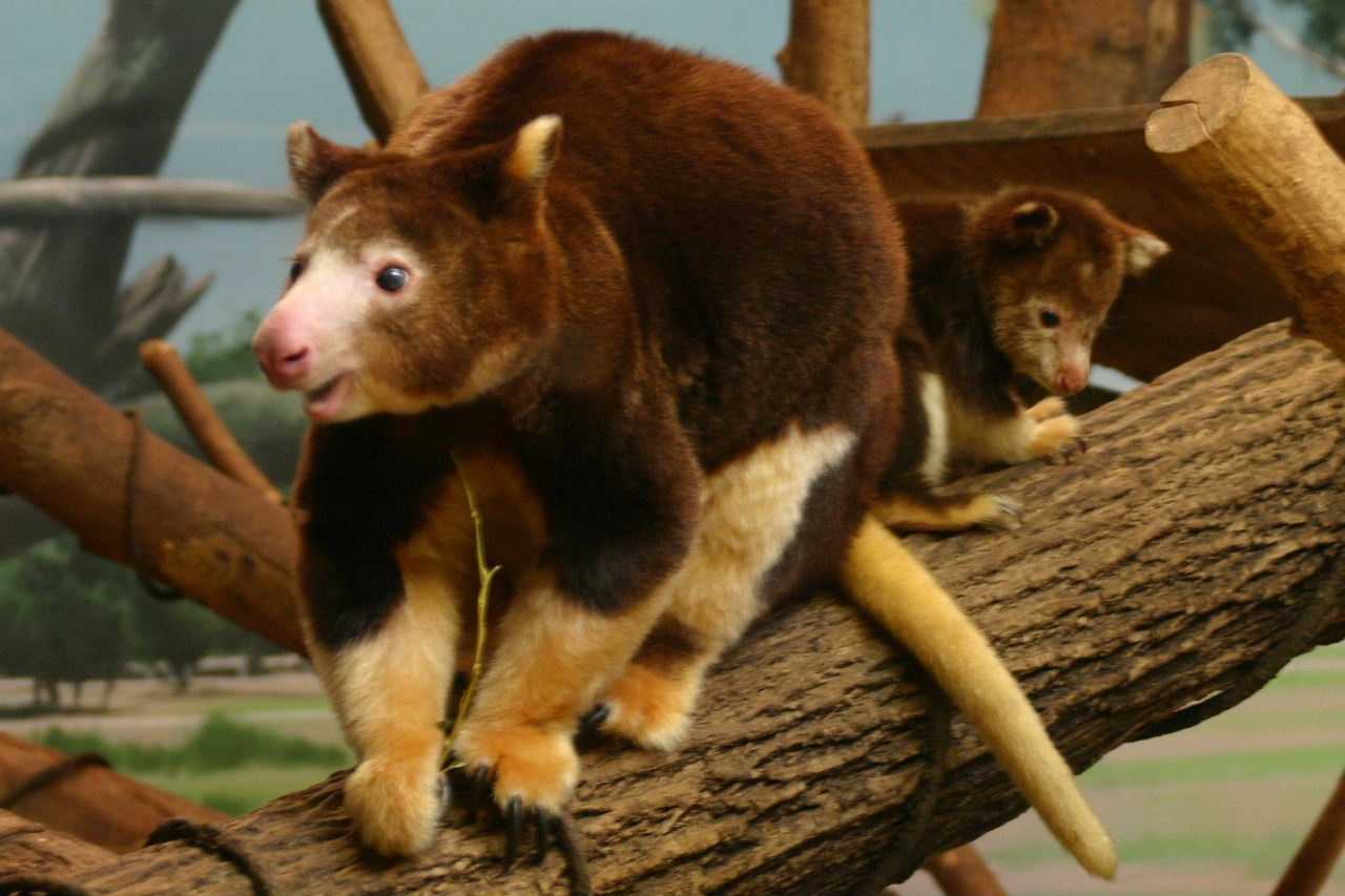 Images: Baby tree kangaroo at zoo - WISN