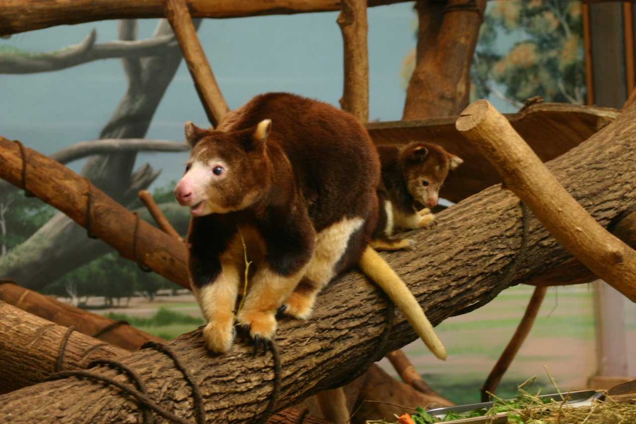 Images: Baby tree kangaroo at zoo - WISN