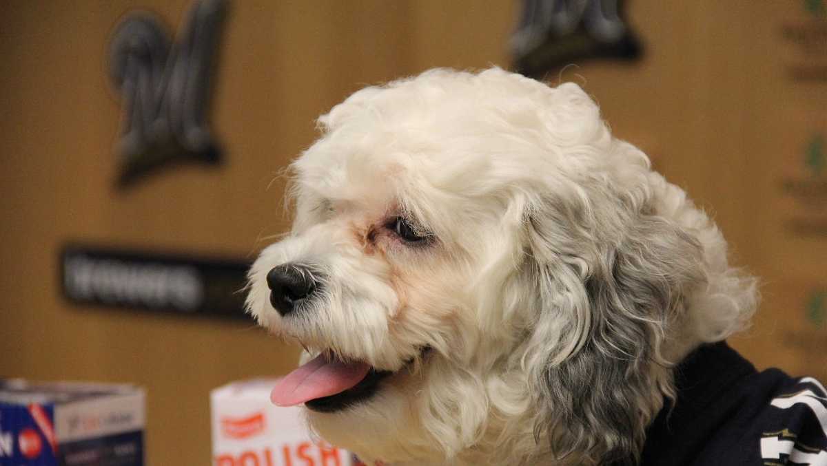 Hank “The Ballpark Pup” has died