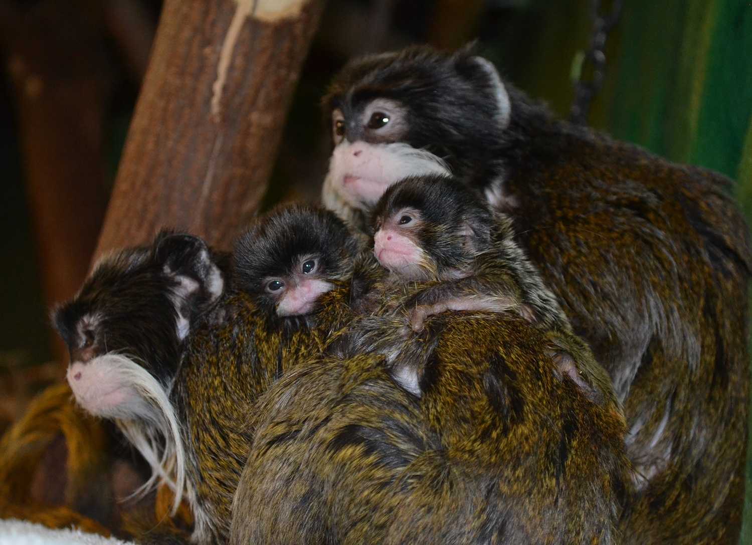 Racine Zoo welcomes birth of twin emperor tamarins - WISN