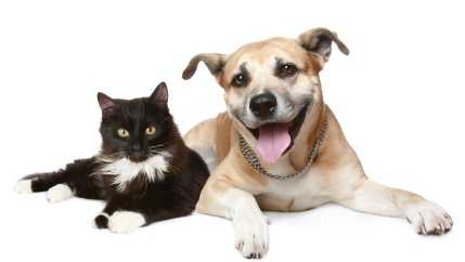 Louisville KHS, LMAS waiving pet adoption fees during event - Vimarsana News