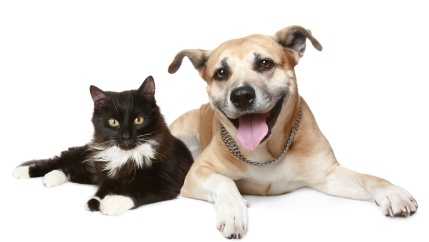 Louisville Metro Council to hear ordinance banning pet sales