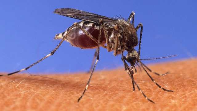 Floyd County health officials find more mosquitoes infected with West Nile Virus