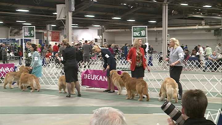 Kentuckiana Cluster of Dog Shows returns to Louisville