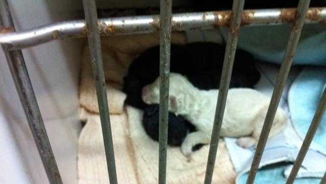 puppy mill