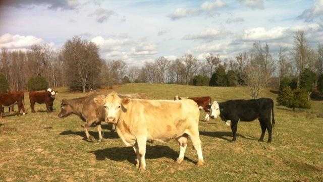 KY Department of Agriculture: cattle threatened by deadly tick-borne disease - Vimarsana News