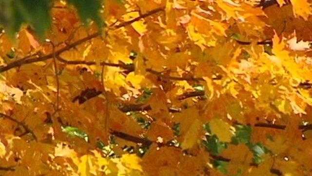 Climate change to impact fall colors in Cincinnati - Vimarsana News