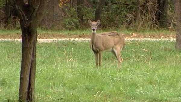 Great Parks offers hunting to manage overpopulation of deer - Vimarsana News