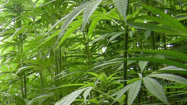 wlwt.com - Giacomo Luca - Lawmakers weed out hemp as Ohio rewrites marijuana laws