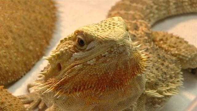 City reptiles best sale