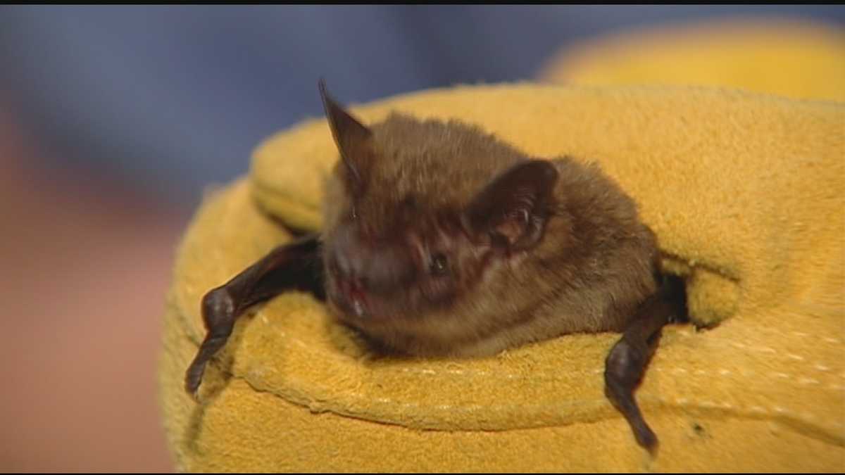 Bat tests positive for rabies in Warren County - WLWT Cincinnati thumbnail