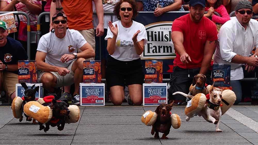 WATCH 100 wiener dogs race at Oktoberfest Zinzinnati