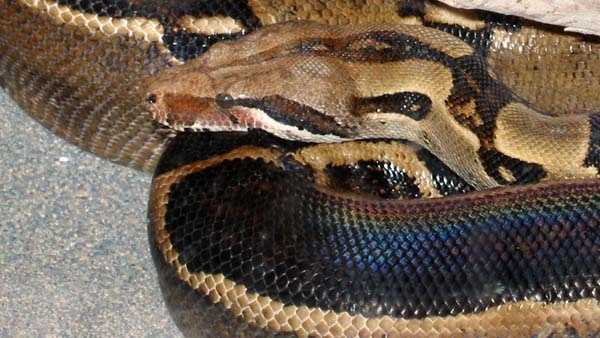 911 CALL: Firefighters cut head off boa constrictor attacking Ohio woman