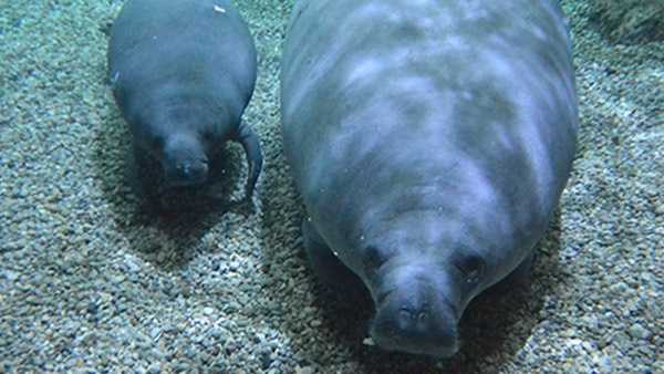 Rehabbed Cincinnati Zoo Manatee Released Into The Wild