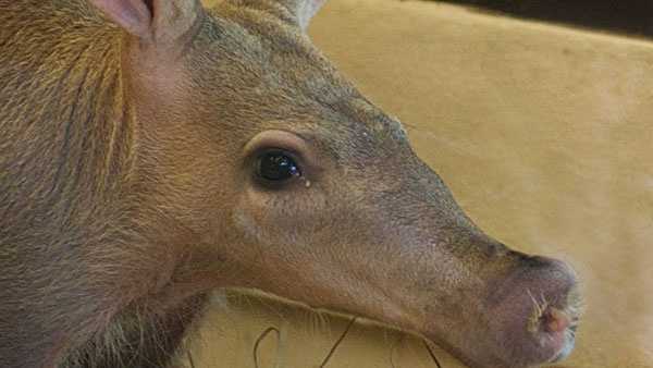 Cincinnati Zoo's aardvark contributes to national animal milk research